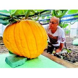 宏鴻農產品集團 南京優質有機蔬菜與生態種植的專業典范